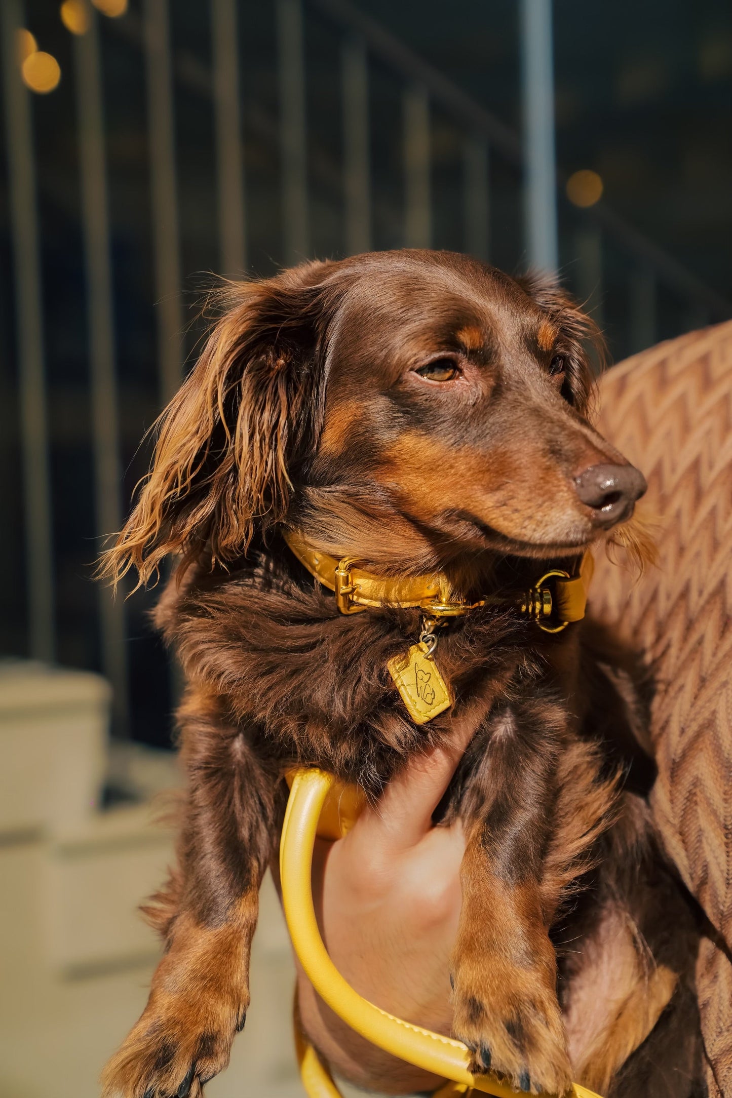 SAINT WOOF Dog Collar-Yellow Small